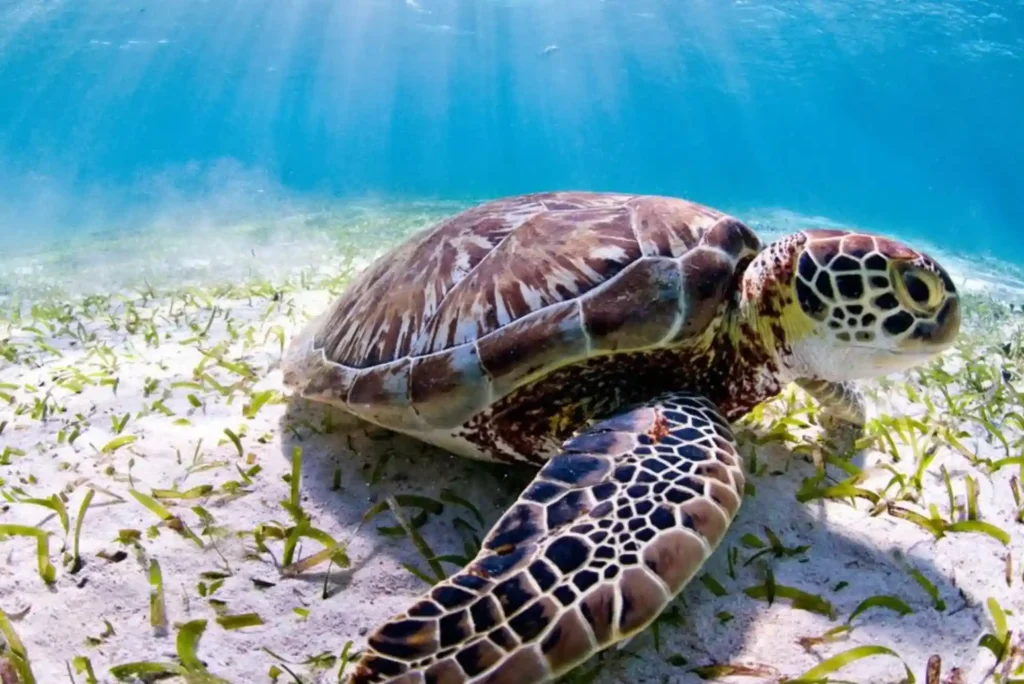 Quick Tips to Understand Marine Biodiversity Quick Tips to Understand Marine Biodiversity