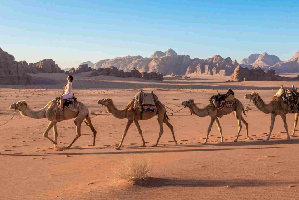 شركات سياحة وسفر في الاردن شركات سياحة وسفر في الاردن