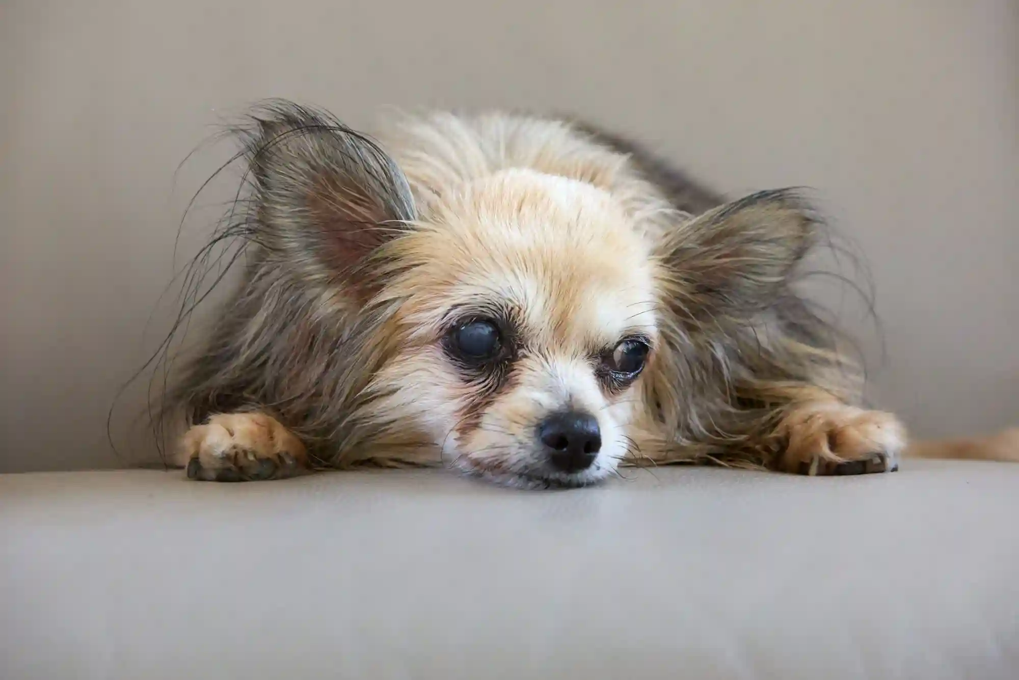 Canine Cognitive Dysfunction (CCD): Managing Dementia and Sleep Cycle Changes in Senior Dogs Canine Cognitive Dysfunction (CCD): Managing Dementia and Sleep Cycle Changes in Senior Dogs