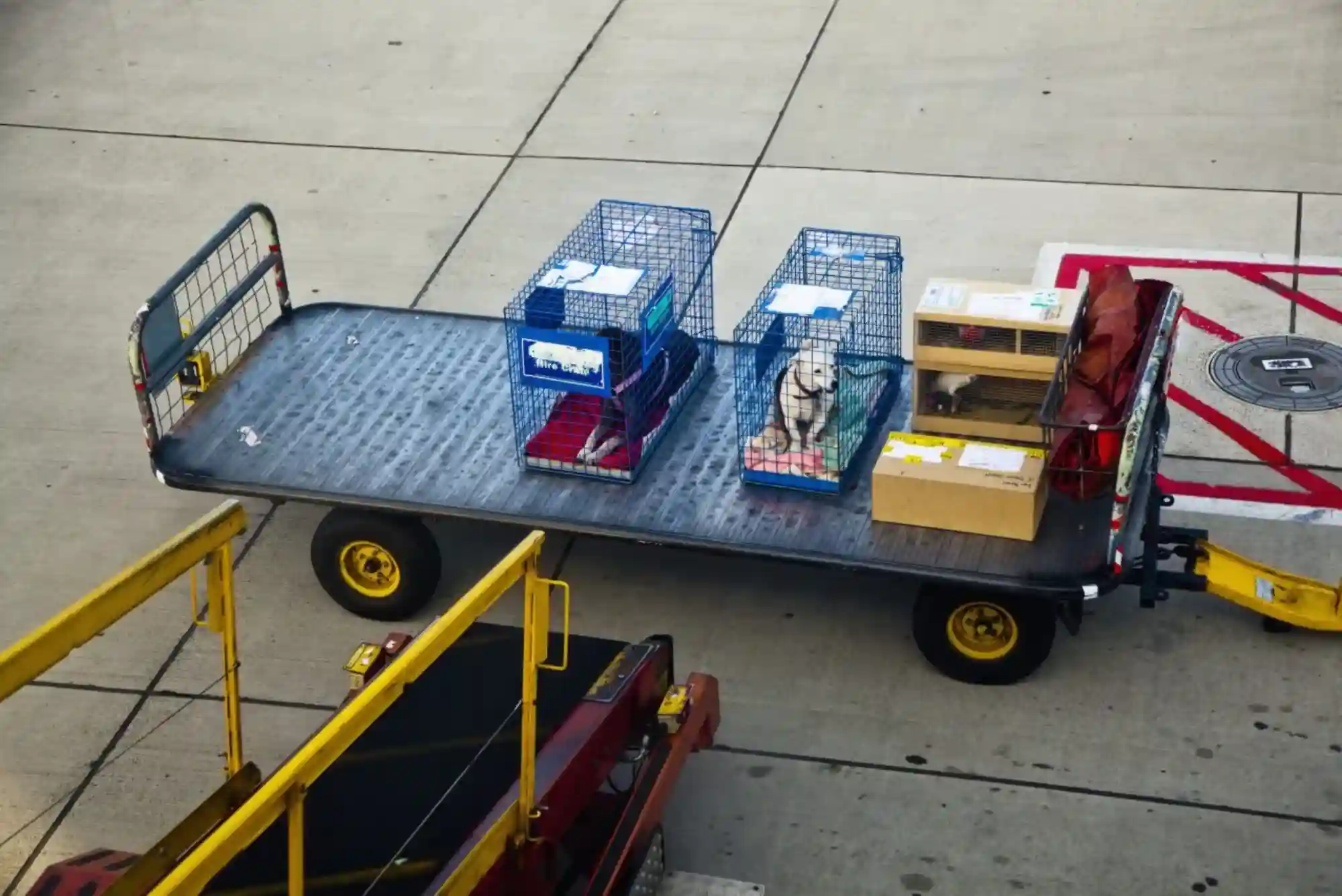 Flying with Dogs as Checked Baggage or Cargo: Temperature Embargoes and Crate Specs Flying with Dogs as Checked Baggage or Cargo: Temperature Embargoes and Crate Specs