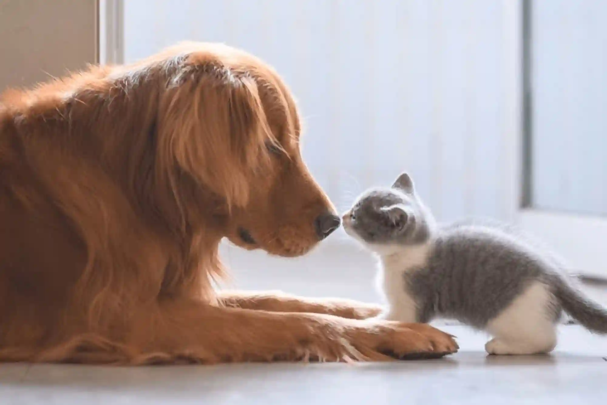 How to Introduce a New Cat to a Dog: Scent Swapping and Visual Barrier Protocols