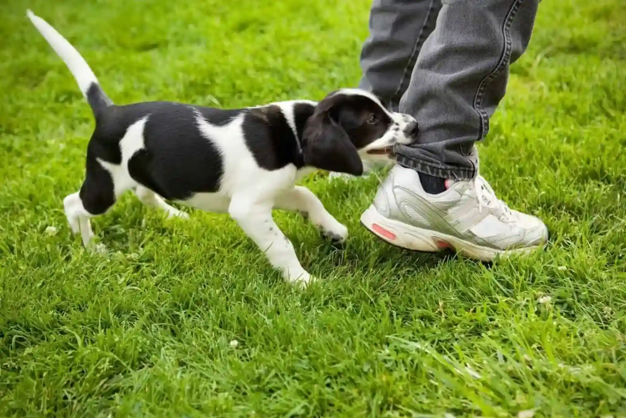 How to Stop a Puppy from Biting Ankles and Pant Legs During Walks How to Stop a Puppy from Biting Ankles and Pant Legs During Walks