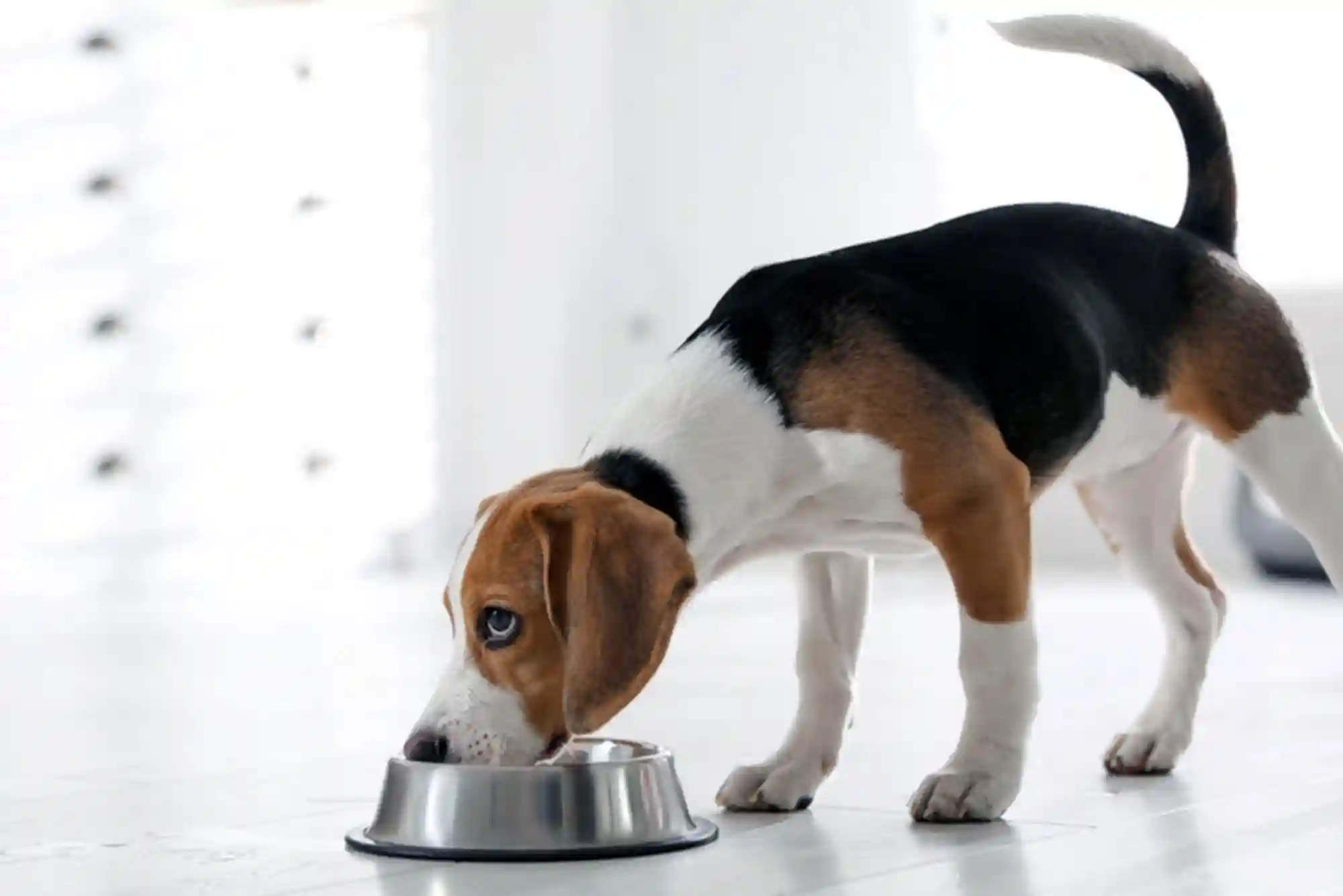 Resource Guarding in Dogs: How to Stop Food and Toy Aggression with Trade Drills Resource Guarding in Dogs: How to Stop Food and Toy Aggression with Trade Drills